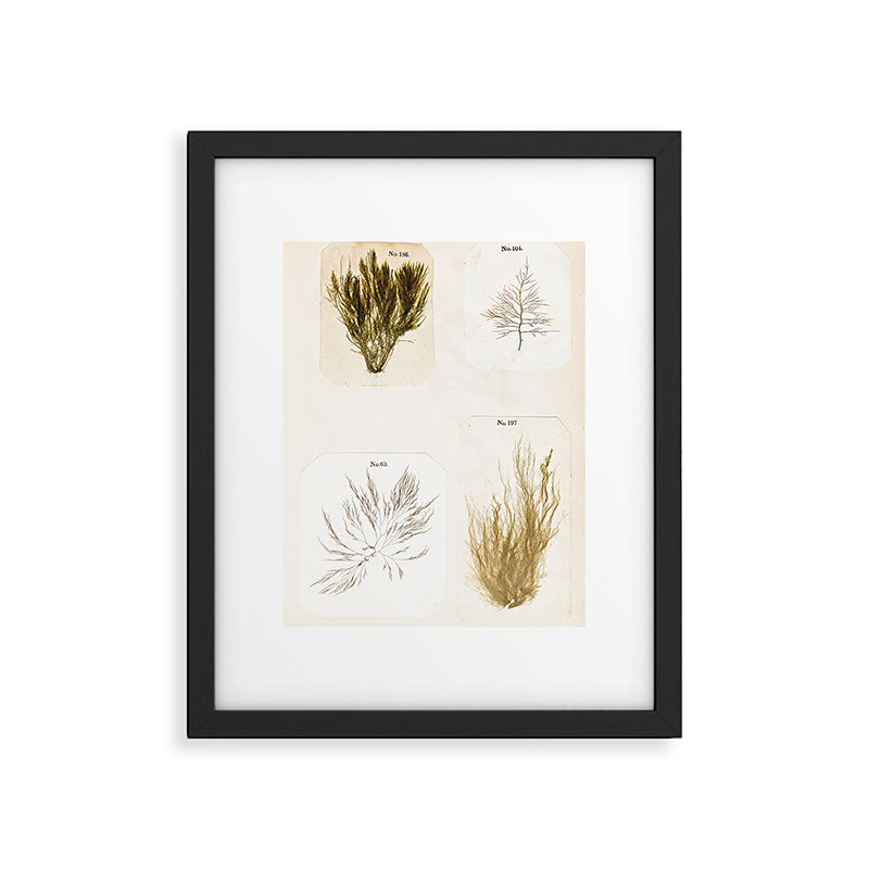 Specimens from "Algology: Algae and Corallines from the Bay & Harbor of New York," 1850 Framed Art Print Gallery Image 4