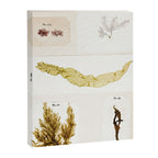 Specimens from "Algology: Algae and Corallines from the Bay & Harbor of New York," 1850 Canvas Print Gallery Image 6