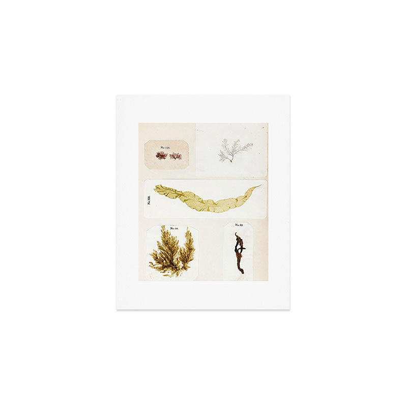 Specimens from "Algology: Algae and Corallines from the Bay & Harbor of New York," 1850 Art Print Gallery Image 1