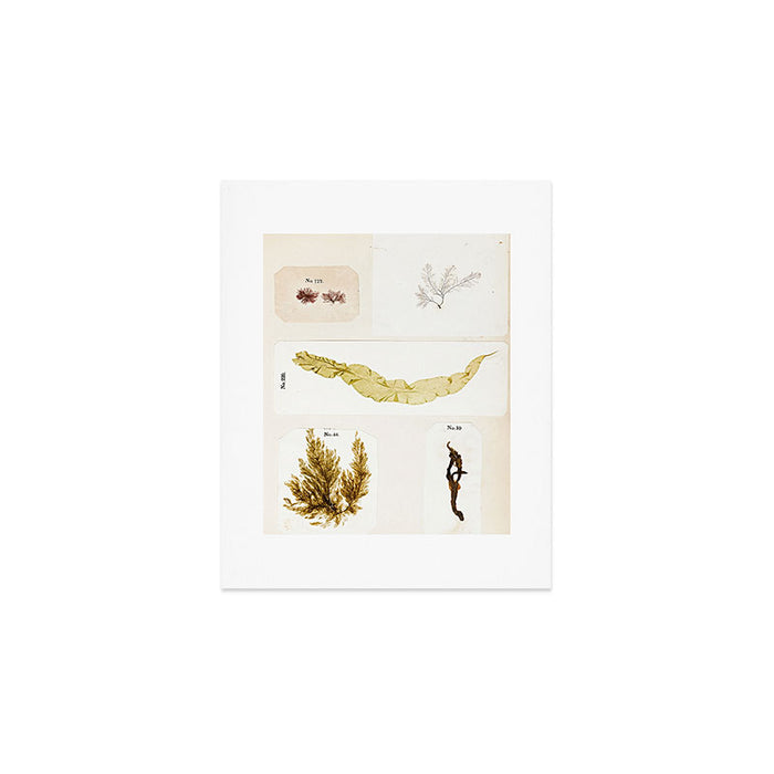 Specimens from "Algology: Algae and Corallines from the Bay & Harbor of New York," 1850 Art Print Gallery Image 1