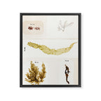 Specimens from "Algology: Algae and Corallines from the Bay & Harbor of New York," 1850 Framed Canvas Print Gallery Image 6