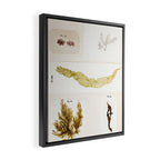 Specimens from "Algology: Algae and Corallines from the Bay & Harbor of New York," 1850 Framed Canvas Print Gallery Image 2
