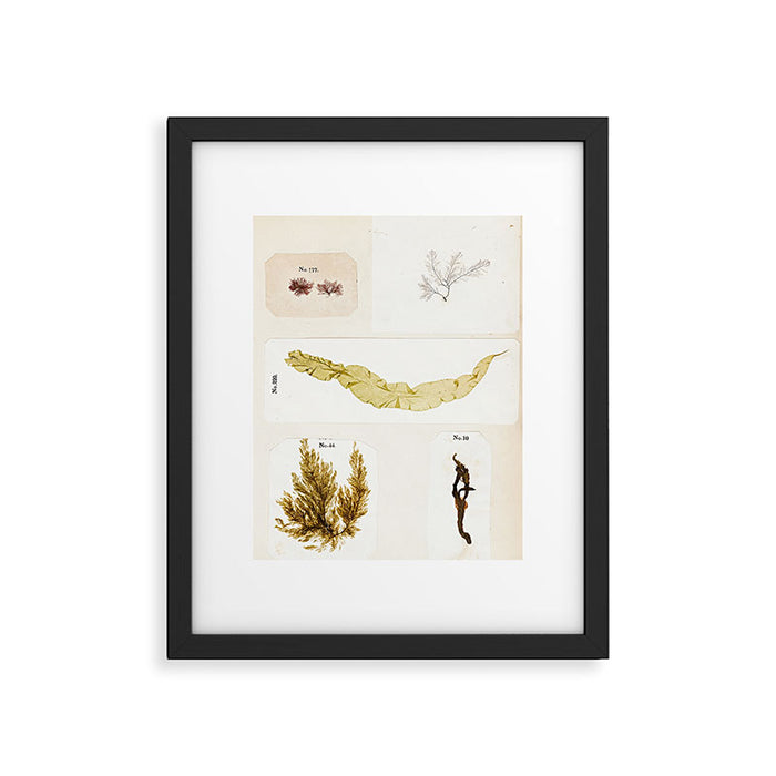 Specimens from "Algology: Algae and Corallines from the Bay & Harbor of New York," 1850 Framed Art Print Gallery Image 1