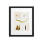 Specimens from "Algology: Algae and Corallines from the Bay & Harbor of New York," 1850 Framed Art Print Gallery Image 4