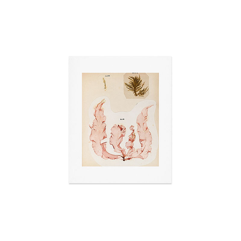 Specimens from "Algology: Algae and Corallines from the Bay & Harbor of New York," 1850 Art Print Gallery Image 1