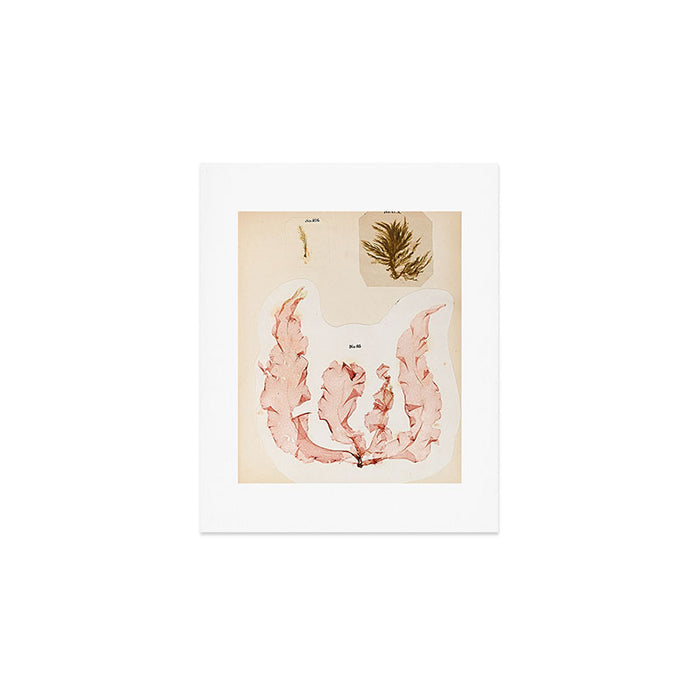 Specimens from "Algology: Algae and Corallines from the Bay & Harbor of New York," 1850 Art Print Gallery Image 1