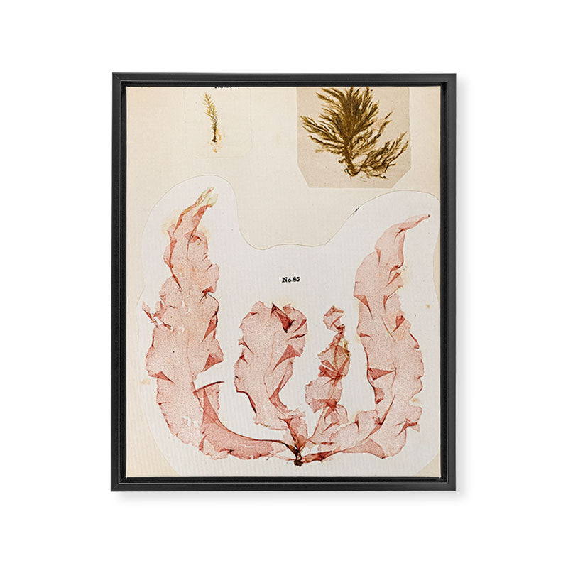 Specimens from "Algology: Algae and Corallines from the Bay & Harbor of New York," 1850 Framed Canvas Print Gallery Image 6