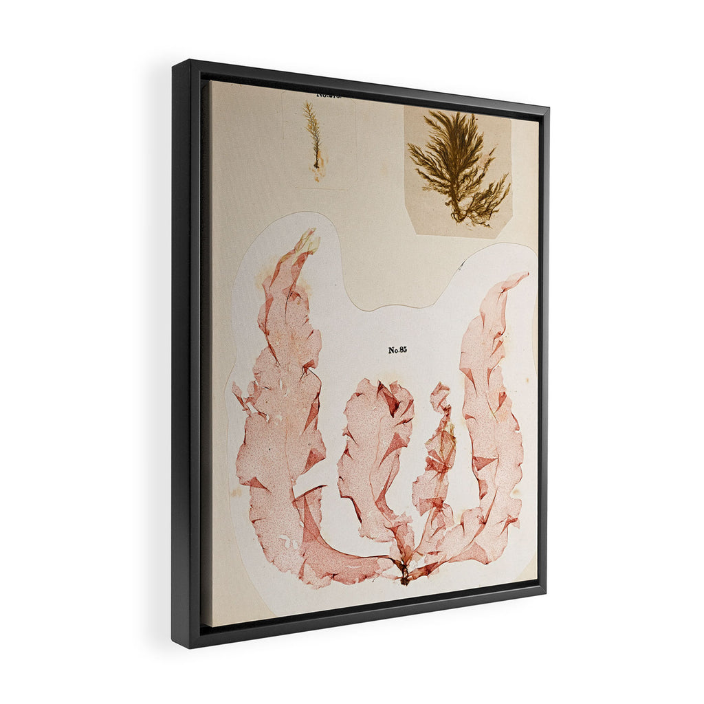 Specimens from "Algology: Algae and Corallines from the Bay & Harbor of New York," 1850 Framed Canvas Print Gallery Image 2
