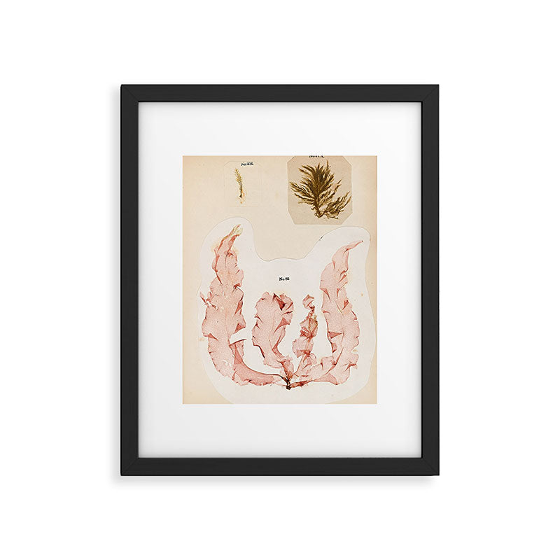 Specimens from "Algology: Algae and Corallines from the Bay & Harbor of New York," 1850 Framed Art Print Gallery Image 5