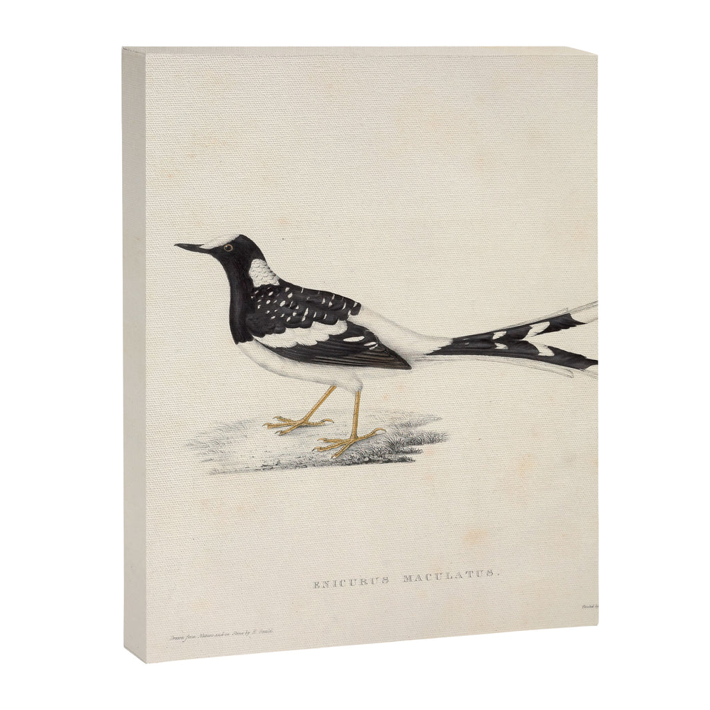 Spotted forktail by Elizabeth Gould from "A Century of Birds from the Himalaya Mountains," 1831 Canvas Print Gallery Image 6