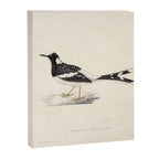 Spotted forktail by Elizabeth Gould from "A Century of Birds from the Himalaya Mountains," 1831 Canvas Print Gallery Image 6