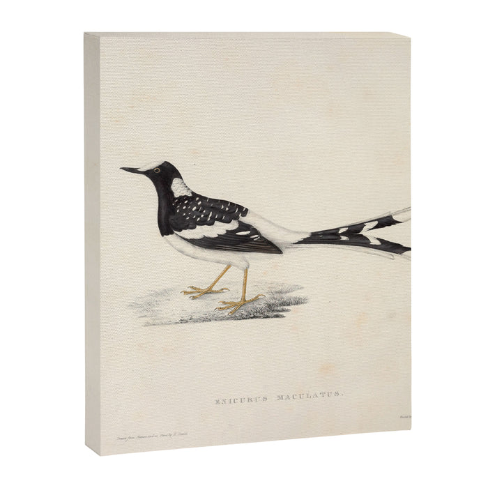 Spotted forktail by Elizabeth Gould from "A Century of Birds from the Himalaya Mountains," 1831 Canvas Print Gallery Image 1