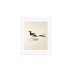 Spotted forktail by Elizabeth Gould from "A Century of Birds from the Himalaya Mountains," 1831 Art Print Gallery Image 1