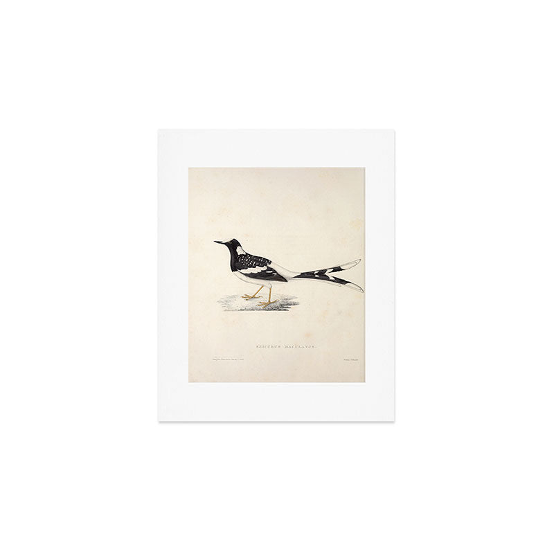 Spotted forktail by Elizabeth Gould from "A Century of Birds from the Himalaya Mountains," 1831 Art Print Gallery Image 1