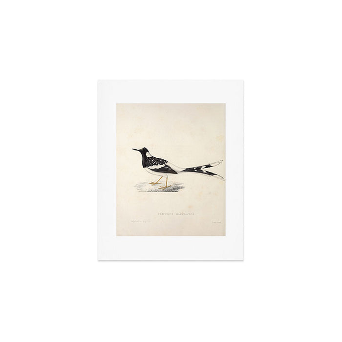 Spotted forktail by Elizabeth Gould from "A Century of Birds from the Himalaya Mountains," 1831 Art Print Gallery Image 1