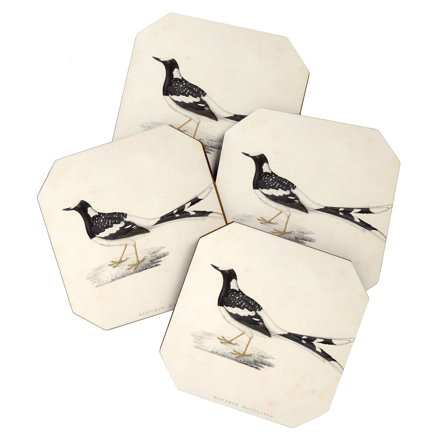 Spotted forktail by Elizabeth Gould from "A Century of Birds from the Himalaya Mountains," 1831 Coaster Gallery Image 1