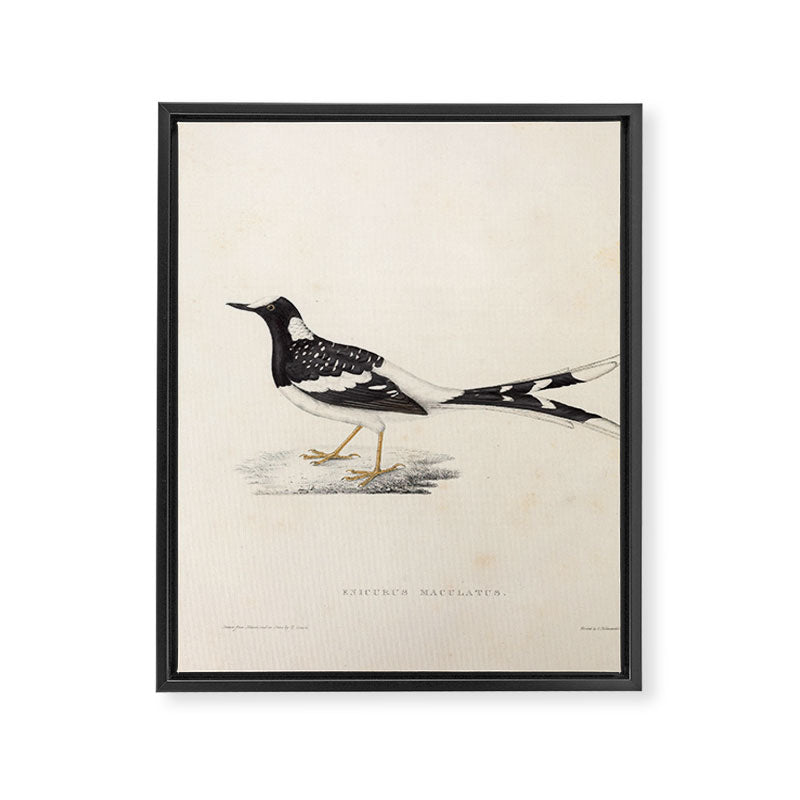 Spotted forktail by Elizabeth Gould from "A Century of Birds from the Himalaya Mountains," 1831 Framed Canvas Print Gallery Image 6
