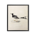 Spotted forktail by Elizabeth Gould from "A Century of Birds from the Himalaya Mountains," 1831 Framed Canvas Print Gallery Image 6
