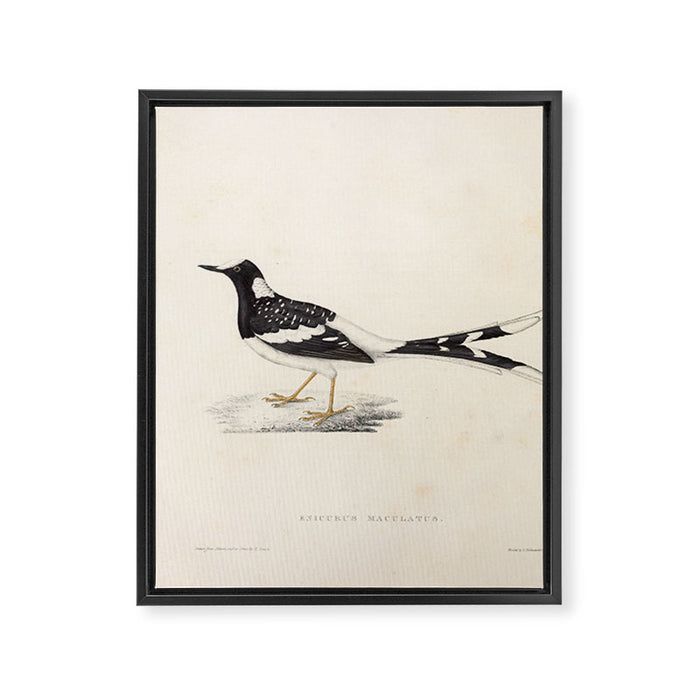 Spotted forktail by Elizabeth Gould from "A Century of Birds from the Himalaya Mountains," 1831 Framed Canvas Print Gallery Image 1