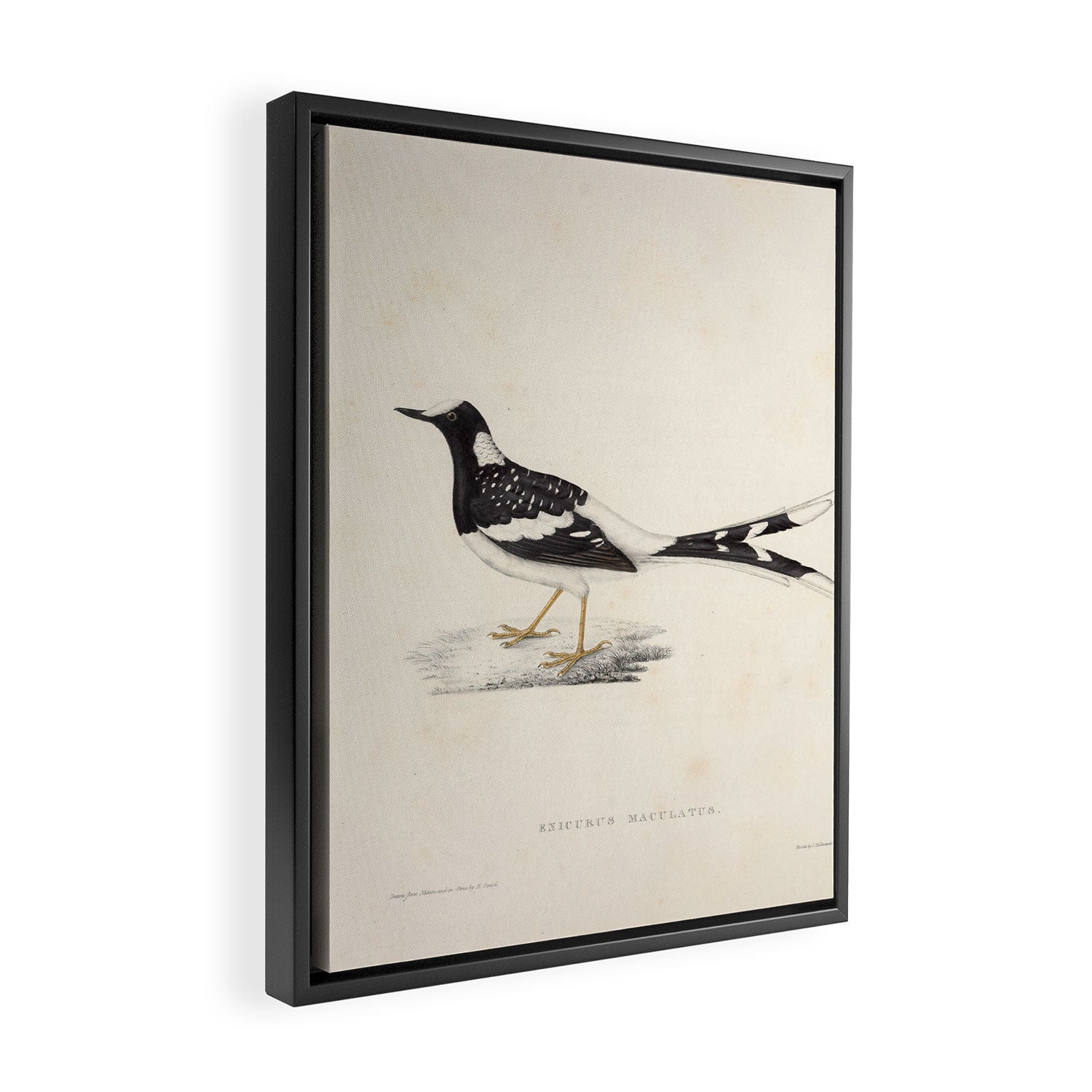 Spotted forktail by Elizabeth Gould from "A Century of Birds from the Himalaya Mountains," 1831 Framed Canvas Print Gallery Image 2
