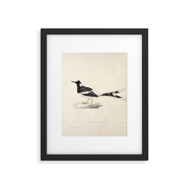Spotted forktail by Elizabeth Gould from "A Century of Birds from the Himalaya Mountains," 1831 Framed Art Print Gallery Image 5