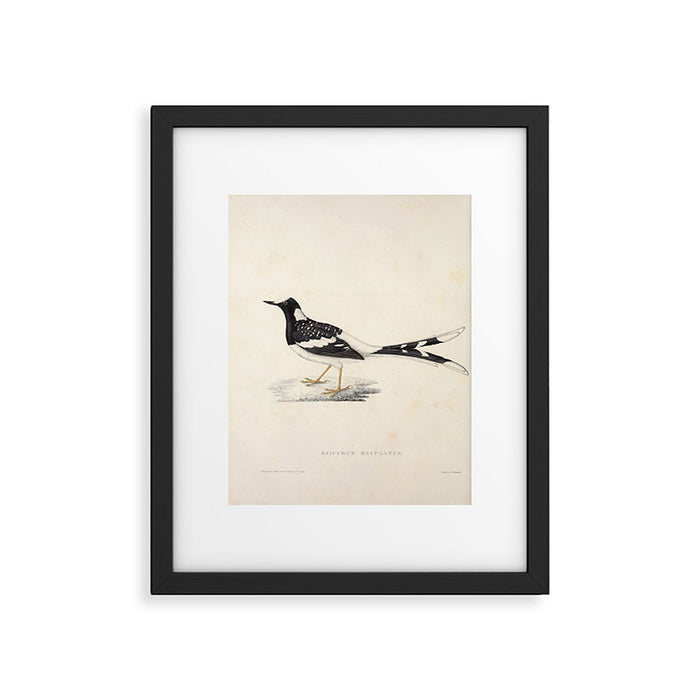 Spotted forktail by Elizabeth Gould from "A Century of Birds from the Himalaya Mountains," 1831 Framed Art Print Gallery Image 1