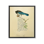 Stellers Jay Divination from # An Almanac of Birds # Divinations for Uncertain Days Framed Canvas Print Gallery Image 6