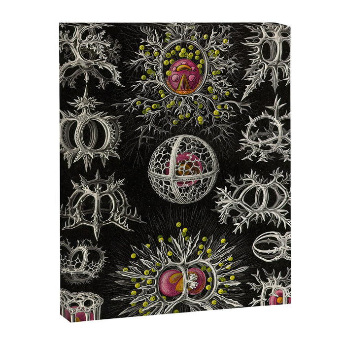 Stephoidea by Ernst Haeckel (Art Forms in Nature, 1900) Canvas Print Gallery Image 1
