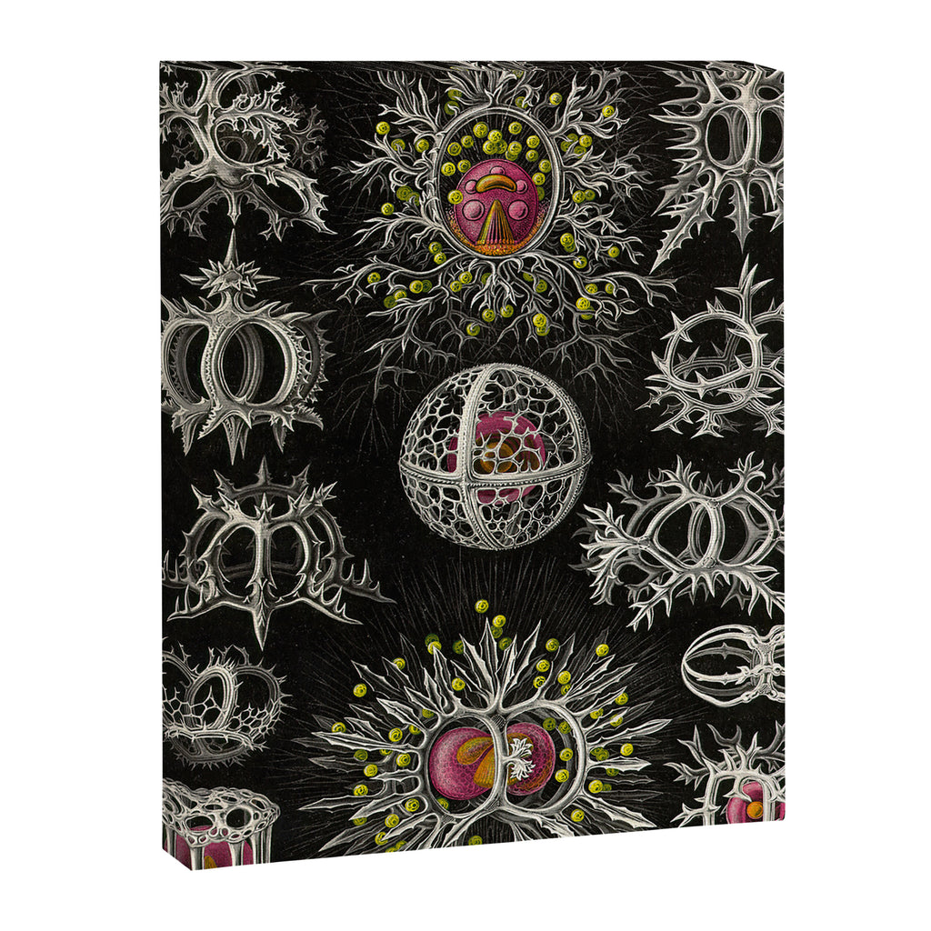 Stephoidea by Ernst Haeckel (Art Forms in Nature, 1900) Canvas Print Gallery Image 6