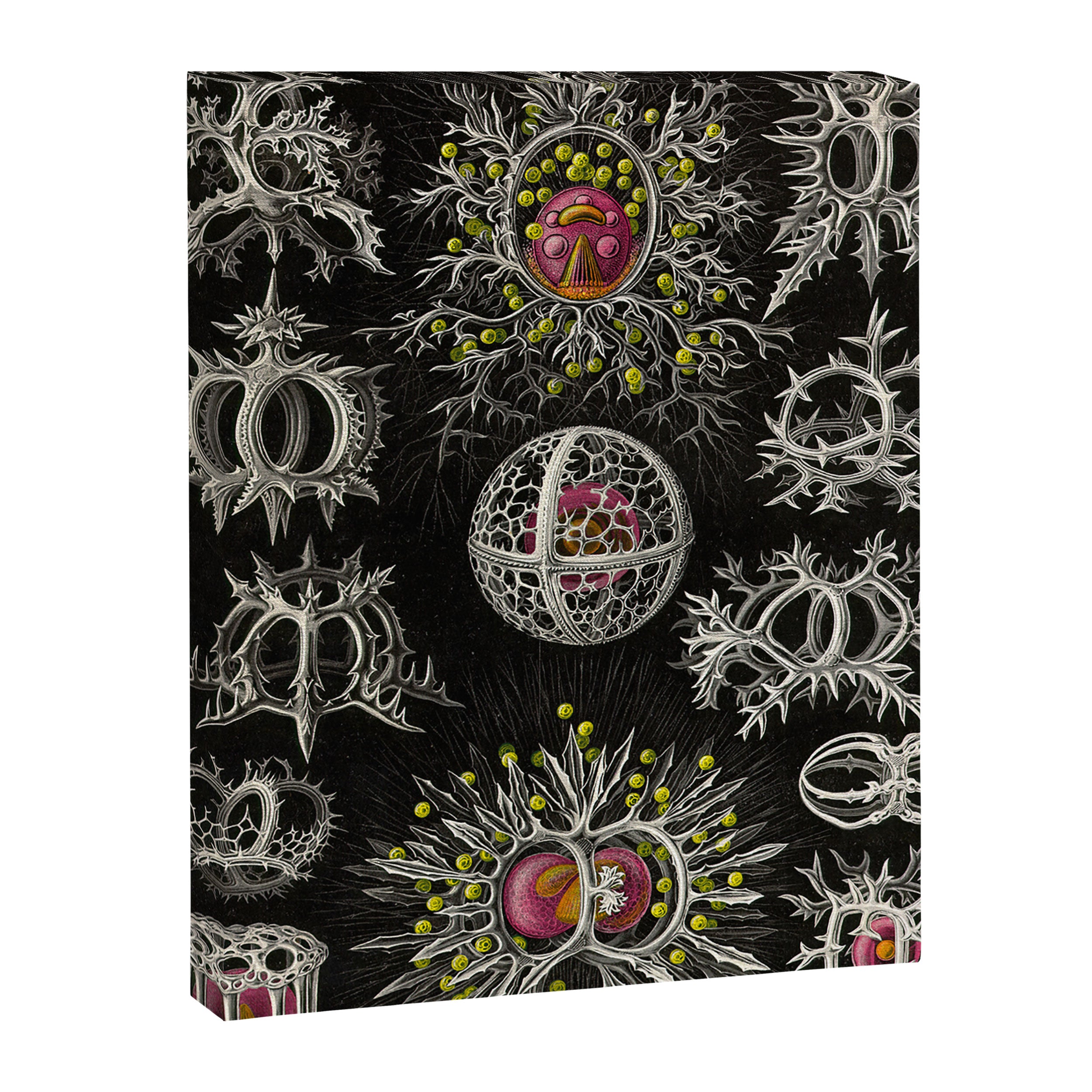 Stephoidea by Ernst Haeckel (Art Forms in Nature, 1900) Canvas Print Gallery Image 6