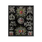 Stephoidea by Ernst Haeckel (Art Forms in Nature, 1900) Framed Canvas Print Gallery Image 6