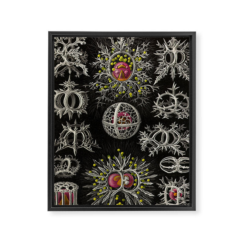 Stephoidea by Ernst Haeckel (Art Forms in Nature, 1900) Framed Canvas Print Gallery Image 6