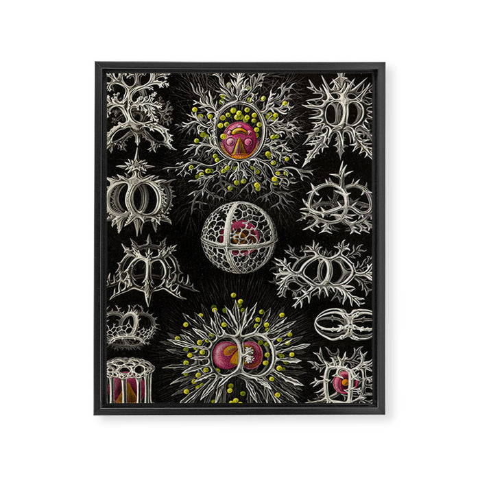 Stephoidea by Ernst Haeckel (Art Forms in Nature, 1900) Framed Canvas Print Gallery Image 1
