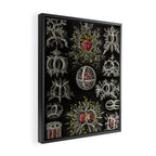 Stephoidea by Ernst Haeckel (Art Forms in Nature, 1900) Framed Canvas Print Gallery Image 2