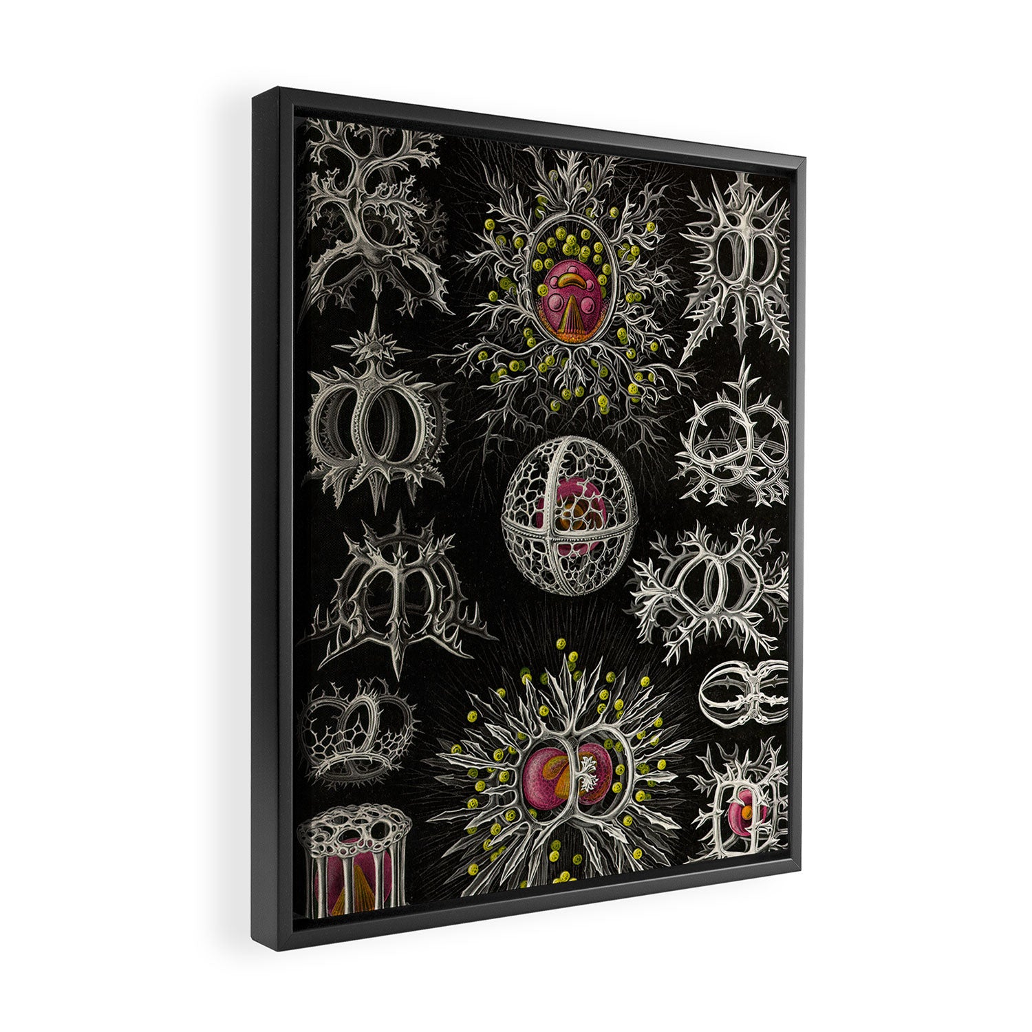 Stephoidea by Ernst Haeckel (Art Forms in Nature, 1900) Framed Canvas Print Gallery Image 2