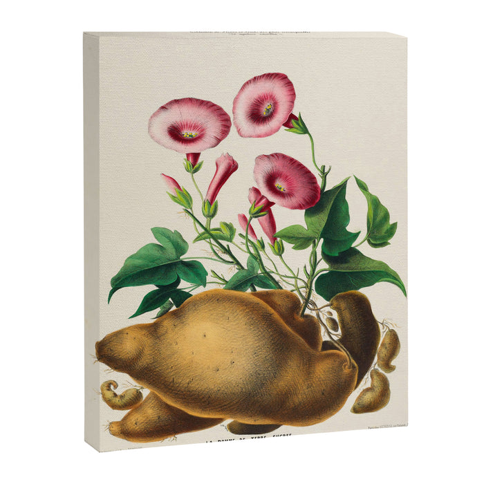 Sweet potato from "Flore dâAmÃ©rique" by Ãtienne Denisse, 1840s Canvas Print Gallery Image 1