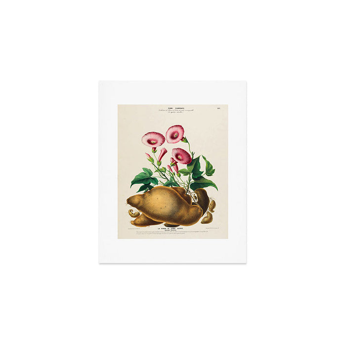 Sweet potato from "Flore dâAmÃ©rique" by Ãtienne Denisse, 1840s Art Print Gallery Image 1