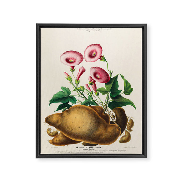 Sweet potato from "Flore dâAmÃ©rique" by Ãtienne Denisse, 1840s Framed Canvas Print Gallery Image 1