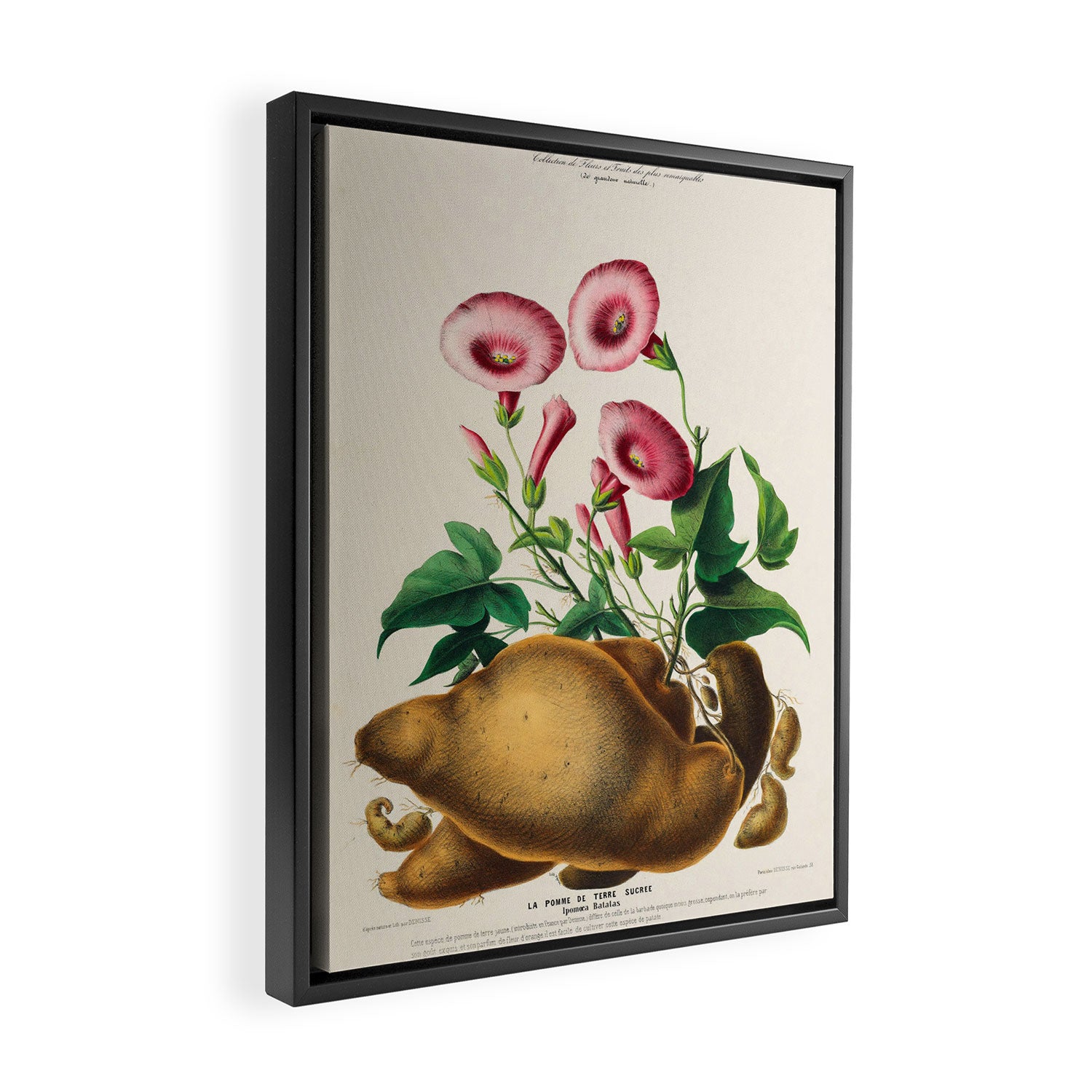 Sweet potato from "Flore dâAmÃ©rique" by Ãtienne Denisse, 1840s Framed Canvas Print Gallery Image 2