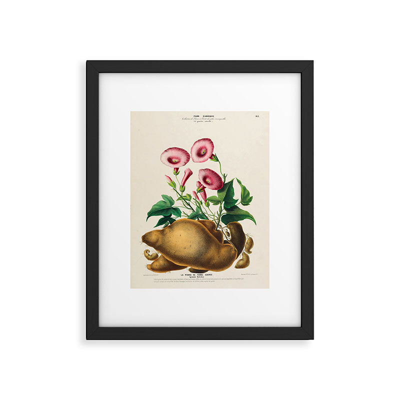 Sweet potato from "Flore dâAmÃ©rique" by Ãtienne Denisse, 1840s Framed Art Print Gallery Image 5