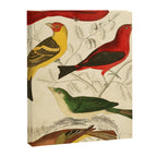 Tanagers from The Edinburgh Journal, 1835 (benefitting The Nature Conservancy) Canvas Print Gallery Image 6