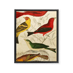 Tanagers from The Edinburgh Journal, 1835 (benefitting The Nature Conservancy) Framed Canvas Print Gallery Image 6