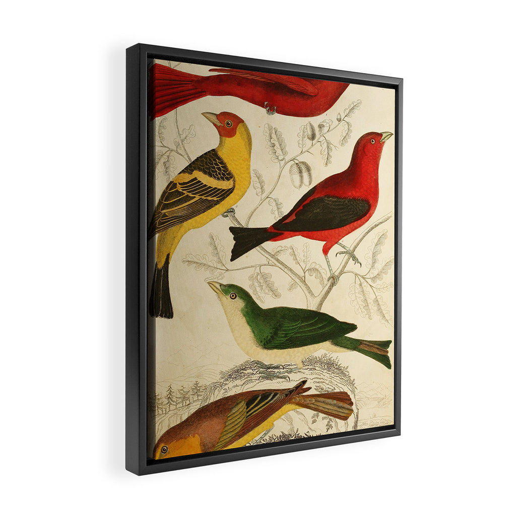 Tanagers from The Edinburgh Journal, 1835 (benefitting The Nature Conservancy) Framed Canvas Print Gallery Image 2