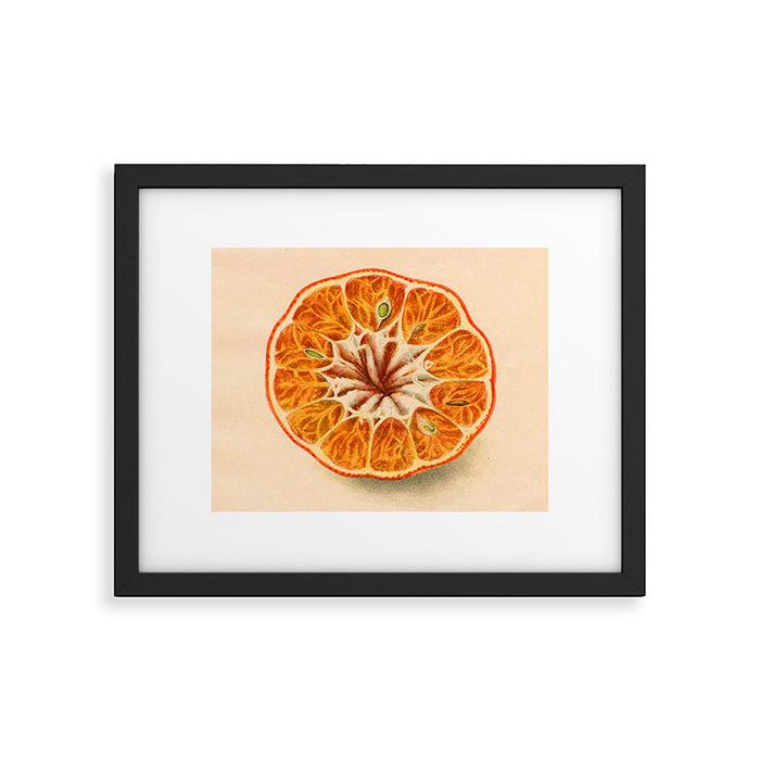 Tangerine (art from 1905 agricultural yearbook) Framed Art Print Gallery Image 1