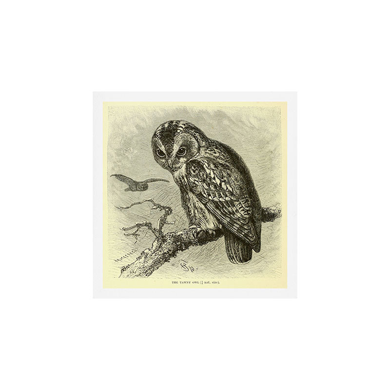 Tawny owl (1893) Art Print Gallery Image 1