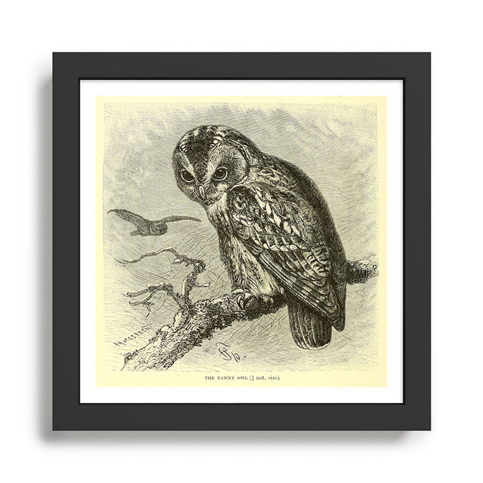 Tawny owl (1893) Framed Art Print Gallery Image 1