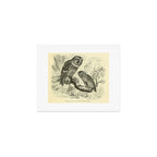 Tengmalm's owl and Pigmy owl (1893) Art Print Gallery Image 1