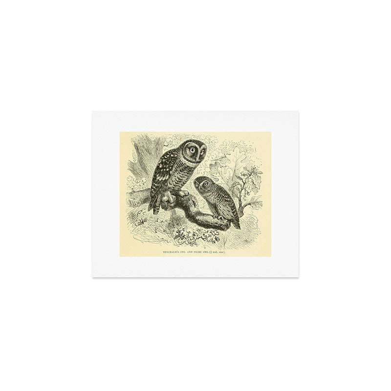 Tengmalm's owl and Pigmy owl (1893) Art Print Gallery Image 1