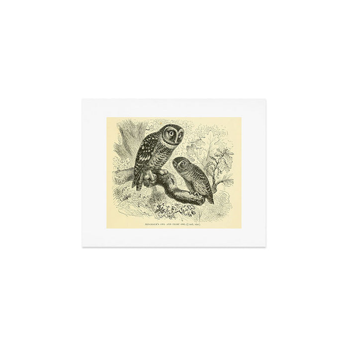 Tengmalm's owl and Pigmy owl (1893) Art Print Gallery Image 1