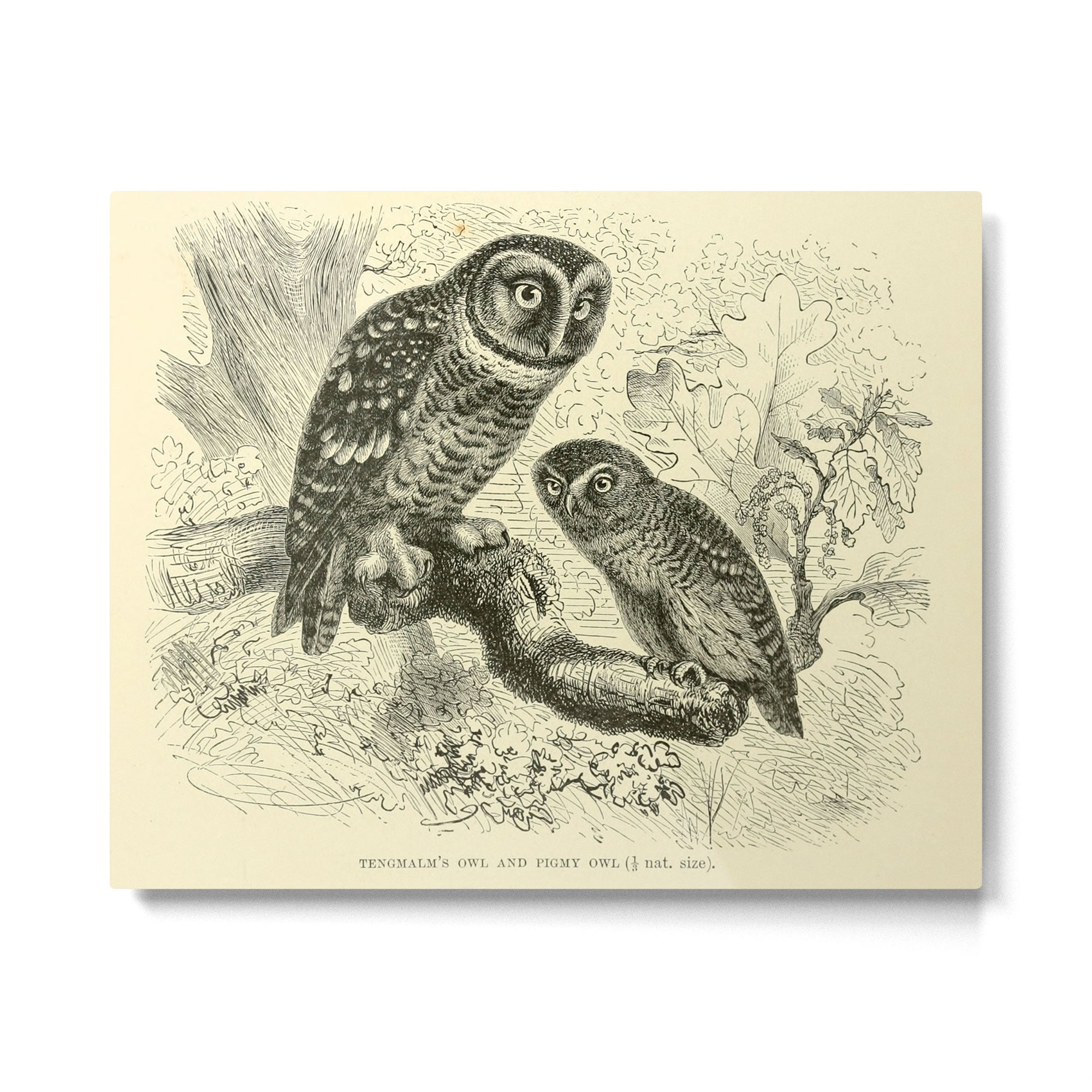 Tengmalm's owl and Pigmy owl (1893) Metal Print Gallery Image 4